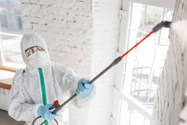 Best Crawl Space Mold Remediation  in Valley Center, CA