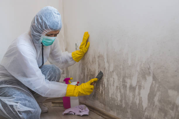 Best Commercial Mold Inspection  in Valley Center, CA