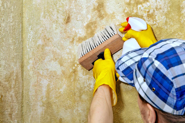 Best Post-Remediation Verification Testing  in Valley Center, CA