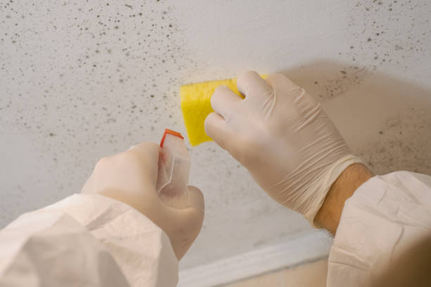 Best Asbestos and Lead Testing During Mold Inspection  in Valley Center, CA