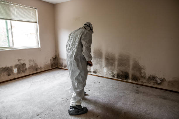 Best Mold Removal for HVAC Installations  in Valley Center, CA