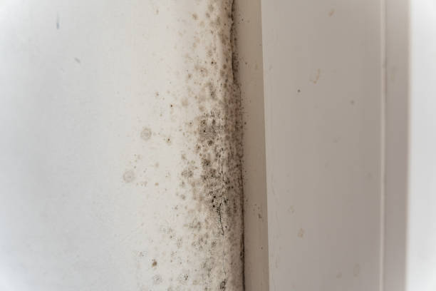 Best Mold Prevention Services  in Valley Center, CA
