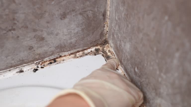 Reliable Valley Center, CA Mold Removal Solutions