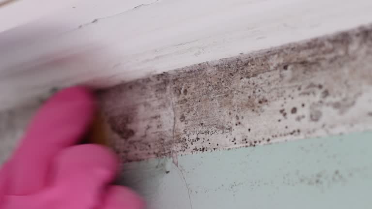 Best Post-Construction Mold Inspection  in Valley Center, CA